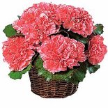 Корзины цветов с гвоздиками