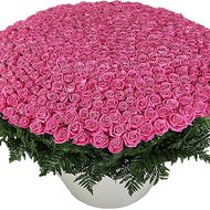 1001 розовая роза