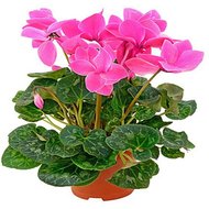 Цикламен в горшке