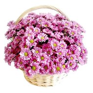 Хризантемы в корзине