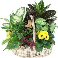 Композиция из комнатных цветов в горшке купить