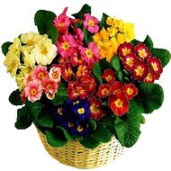 Композиция из комнатных растений купить