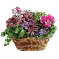 Корзина из комнатных цветов