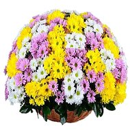 Корзина из разноцветных хризантем