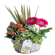 Корзина с цветами в горшках