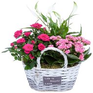 Красивые комнатные цветы в корзине