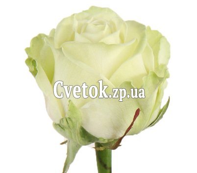 Белые розы поштучно