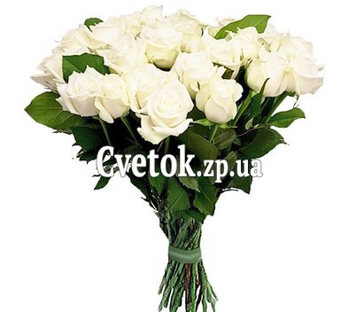 31 white rose