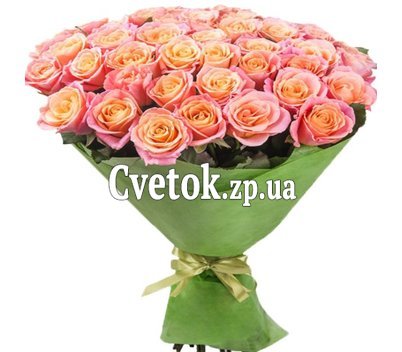 41 роза мисс пигги