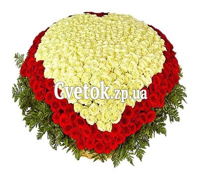 Букет из 501 красно белой розы