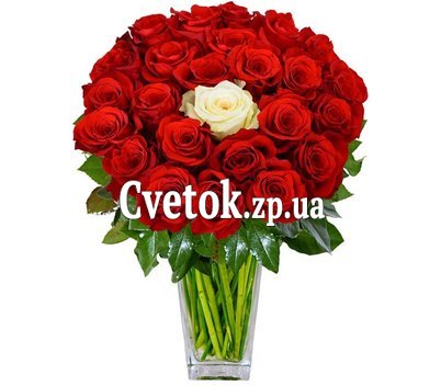 24 красные розы и 1 белая