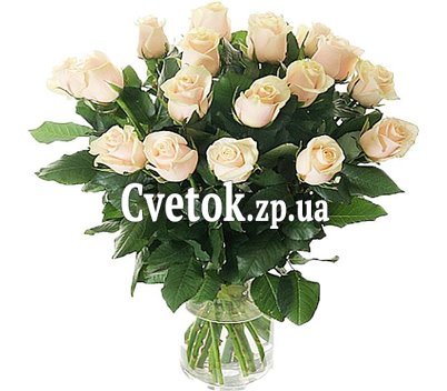 17 кремовых роз