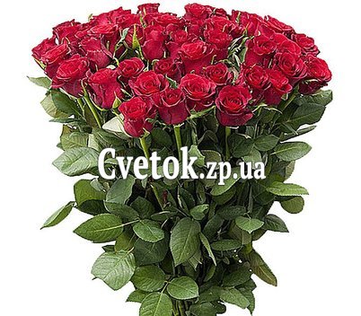 Букет из крупных Красные Эквадорские розыроз