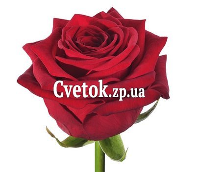 Red roses per piece