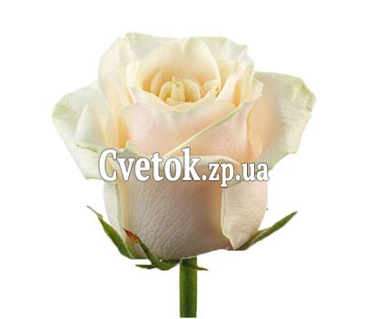 Кремовые розы поштучно