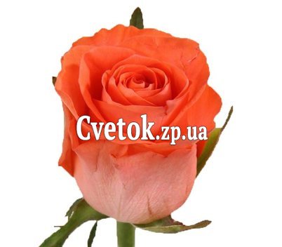 Оранжевые розы поштучно