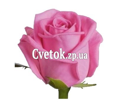 Розовые розы поштучно