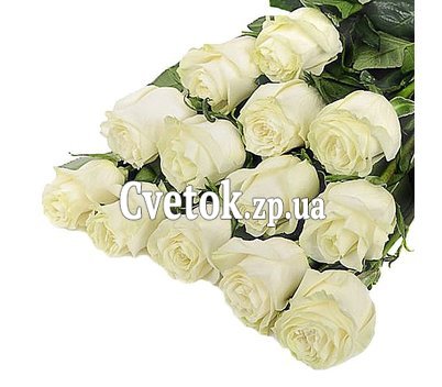 Розы из Голландии