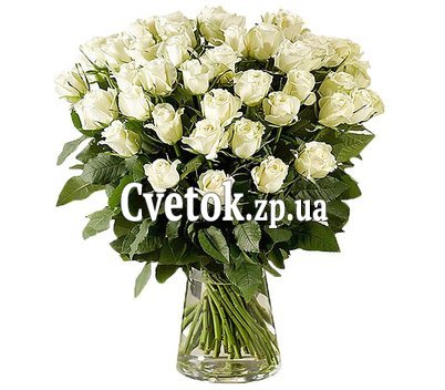 Розы сорта Венделла