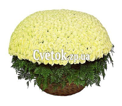 Самый большой букет белых роз