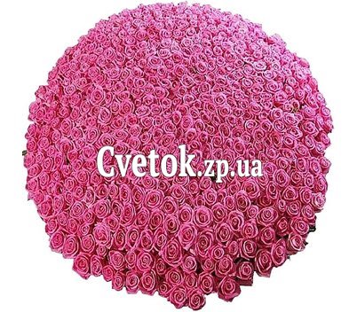 Самый большой букет розовых роз