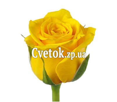 Желтые розы поштучно