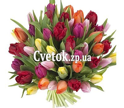 51 тюльпан