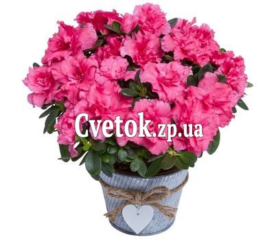 Азалия в горшке