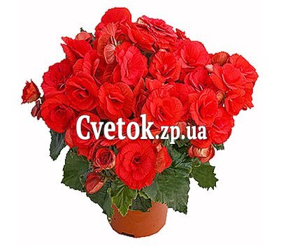 Бегония красная