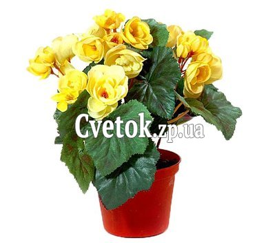 Бегония желтая