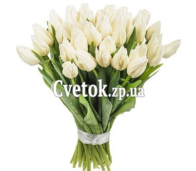 Белые тюльпаны купить