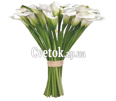 Букет из белых калл