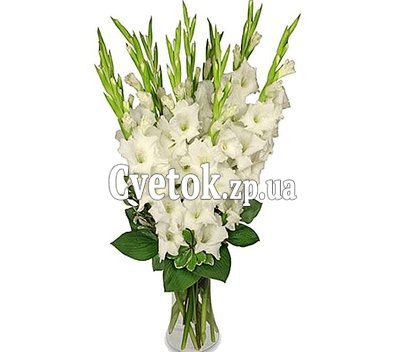 Bouquet of gladiolus