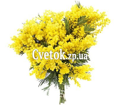Букет из мимозы