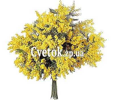 Букет мимоз