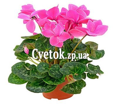Цикламен в горшке