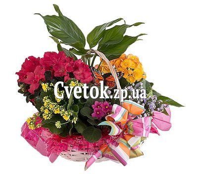 Цветы в горшке в подарок девушке