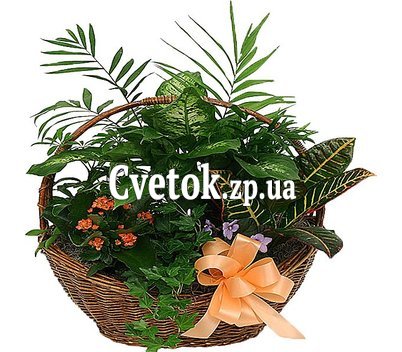 Цветы в горшке в подарок купить