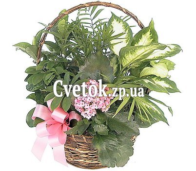 Цветы в горшке в подарок женщине