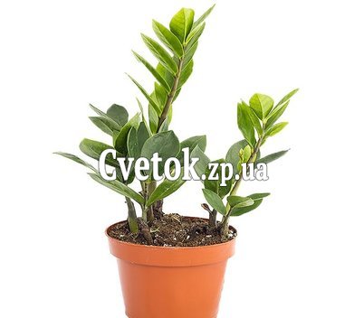 Долларовое дерево (Замиокулькас)
