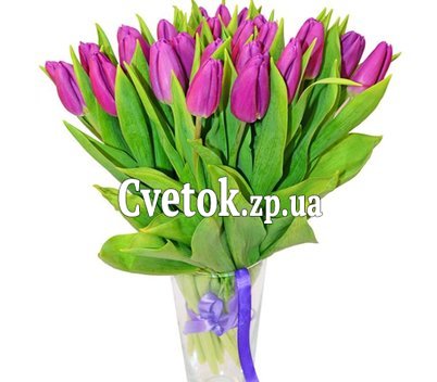 Фиолетовые тюльпаны
