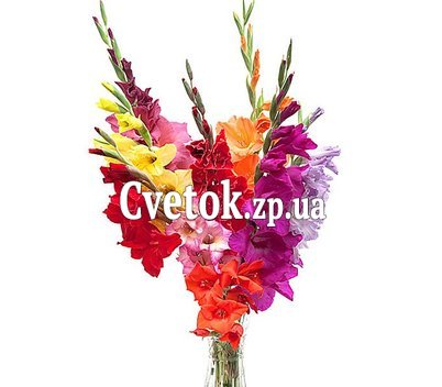 Гладиолусы букет