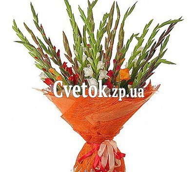 Гладиолусы купить