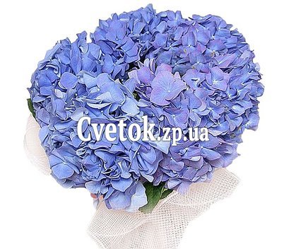 Гортензия букет