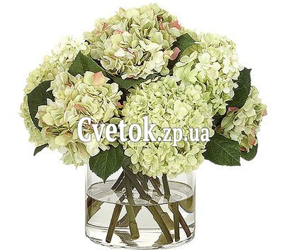 Гортензия купить