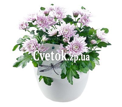 Хризантема в горшке