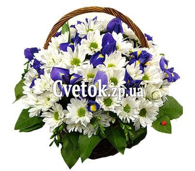 Хризантемы и ирисы в корзине
