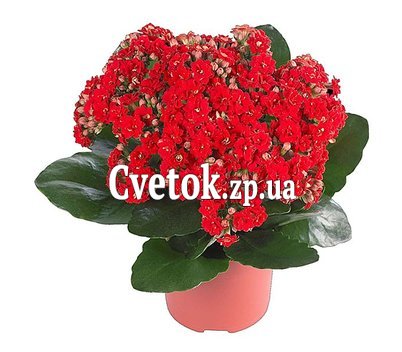 Каланхое в горшке