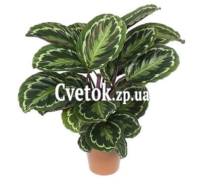 Калатея