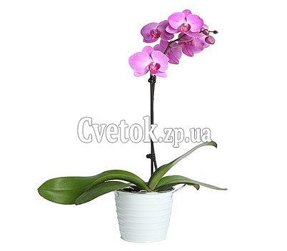 Комнатное растение орхидея
